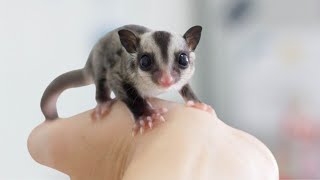 5 CUTEST BABY Animals That Will Make You Go Aww by Top 5 Animal Wonders 671 views 5 months ago 4 minutes, 45 seconds