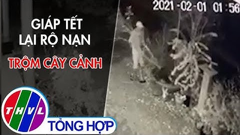Camera 24H: Giáp Tết lại rộ nạn trộm cắp cây cảnh
