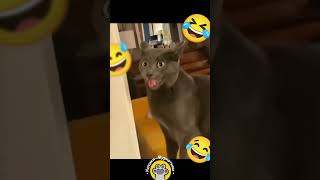 😹 FUNNNY CATS !!! 😂   #animals #cats #funnycats #pets #funnypetvideos