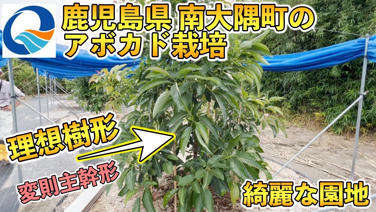 【驚き！】鹿児島県 南大隅町のアボカド栽培！理想樹形の変則主幹形はこれだ！！