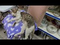 Просто поговори с котом.#коты #животные