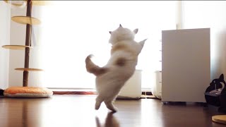 Fluffy ragdoll cat's ballet performance! by 랙돌남매 앤폴리 725 views 2 years ago 55 seconds