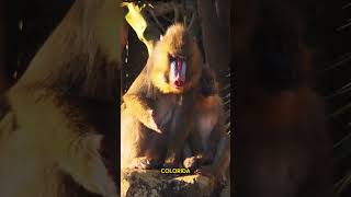The three most dangerous monkeys in the world! The three most dangerous monkeys in the world!