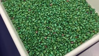 Satake Fms2000 Green Rib Corn 1-P Sort Demo