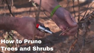 How to Prune Trees and Shrubs