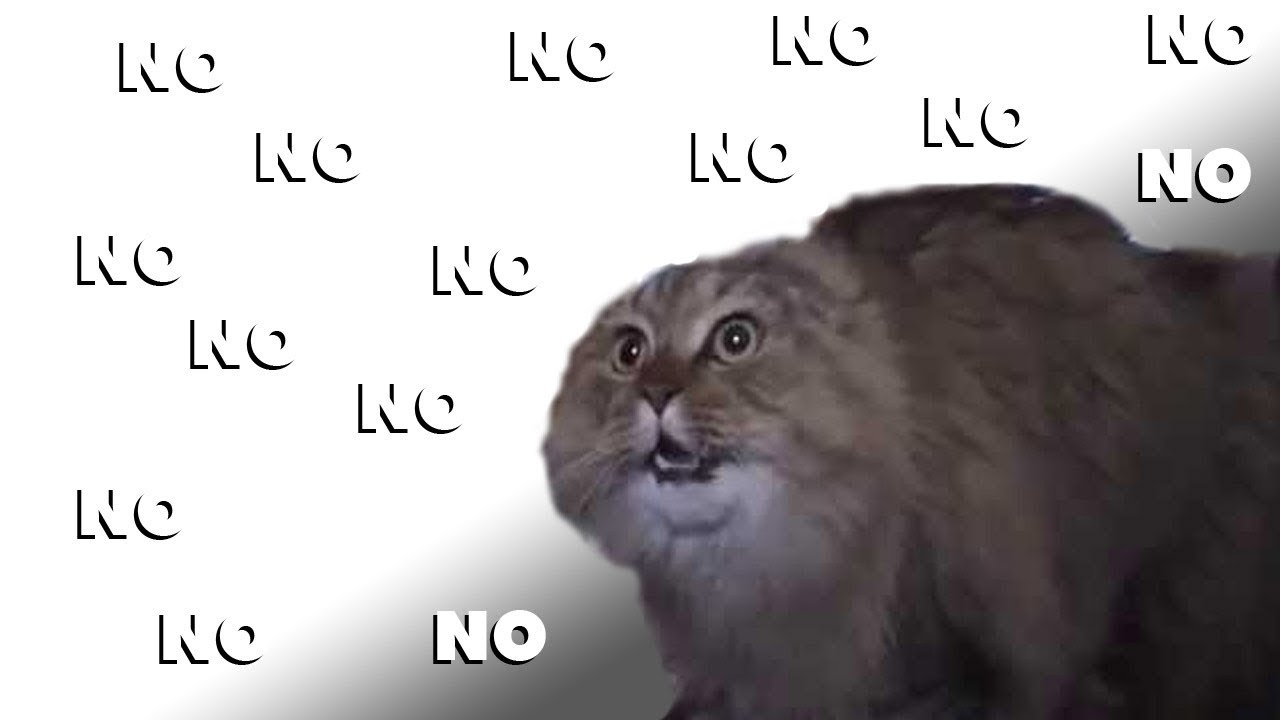 4 you funniest cats say no videos YouTube