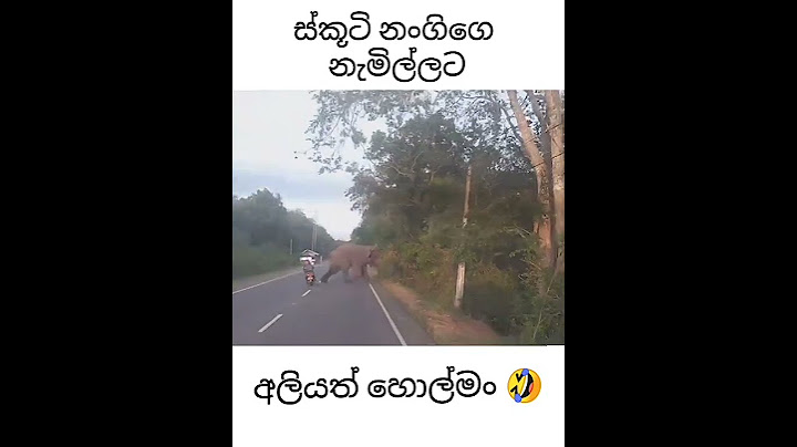 ස්කූටි නංගි Vs තනි අලියා