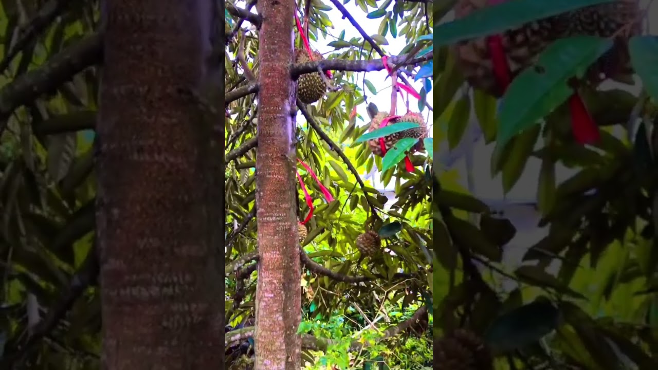 DURIAN KANE UMUR 5 Thn BERBUAH LEBAT