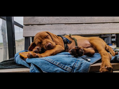 Video: De 9 Maanden Oude Puppy Is 1,8 Meter Lang En Weegt 180 Pond