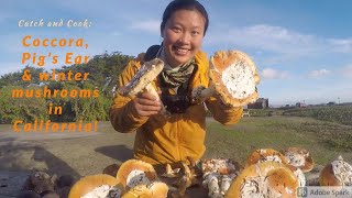 【Coccora & Pig's Ear Mushroom】Winter Mushroom forage and cook in Northern California