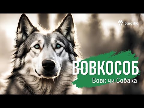 ВОВКОСОБ Вовк чи Собака