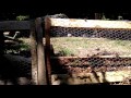 Chicken run