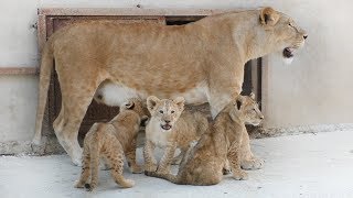 Лола, Марсельвята и Марсель. Львы Тайгана. Lola, lion cubs and Marcel. Taigan Lions.