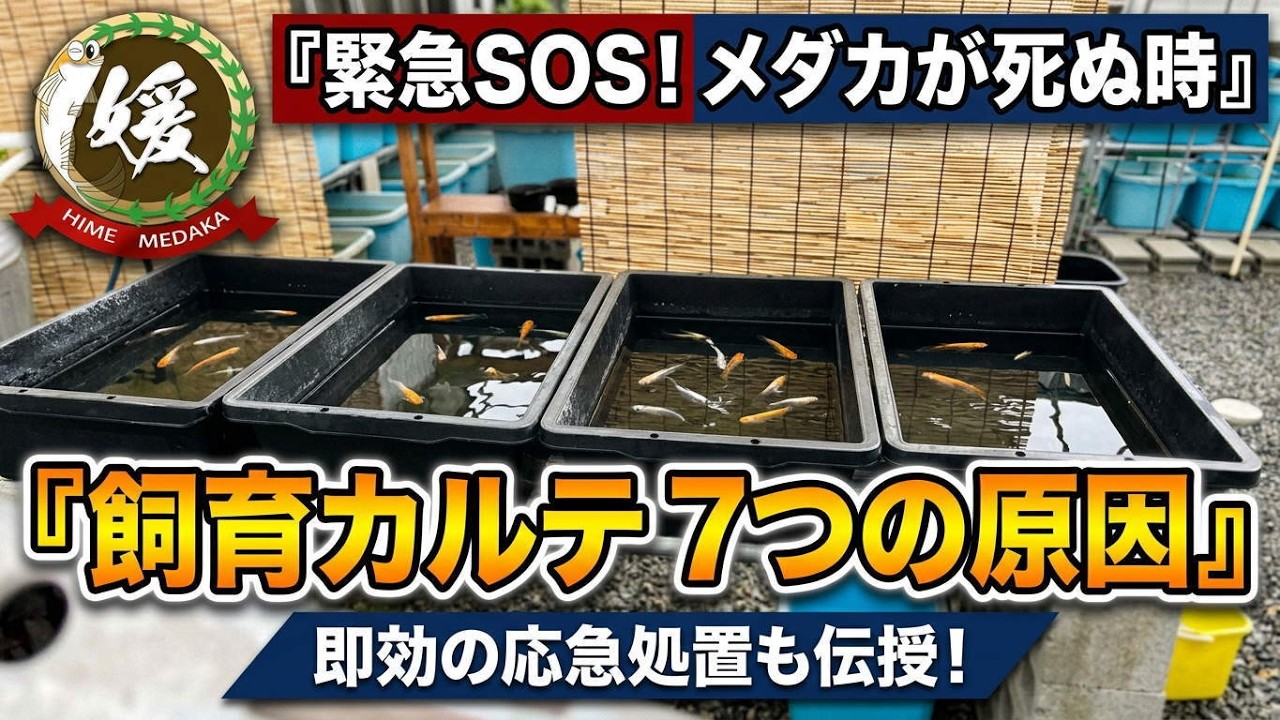 メダカが死にます。どうしたらいいですか?【媛めだか】