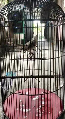CIBLEK TEBU  NEMBAK NGEBREM PANJANG