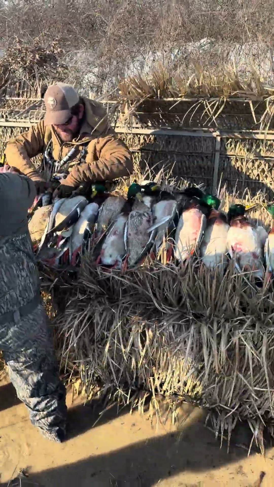 Slid a blind in the ditch and shot them close! #hunting #waterfowl