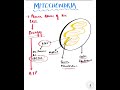 Mitochondria