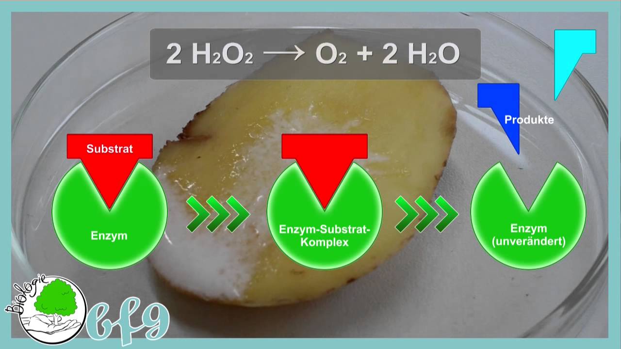 Enzyme Enzymwirkung und Denaturierung von Katalase  YouTube