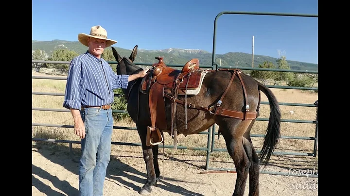 Custom Saddles for Mules - Introduction Video by J...