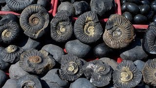 नपल म मल तलसम पतथर ज ह 66 मलयन सल परन वसत ह भगवन वषण स Shaligram Mystery