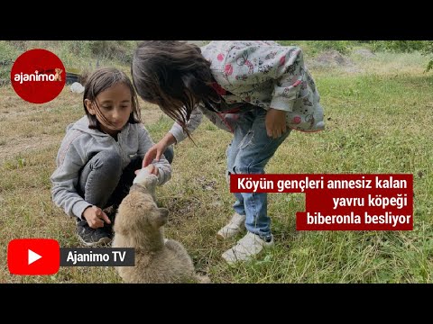 Köyün Gençleri, Annesiz Kalan Yavru Köpeği Biberonla Besliyor