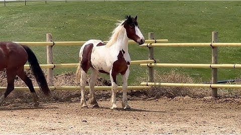 2024 Gypsy x Irish/Oldenburg Colt Killian. Available.