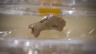 The Historical Significance of Denny, the Neanderthal-Denisovan Hybrid.  #history #facts #archeology