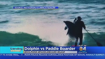 Trending: Dolphin Takes Out Paddleboarder