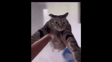 Thumbnail of AZALI - please do not listen to this (but you spin the cat)