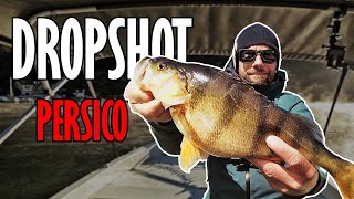 La Tecnica Migliore? - Persici Invernali A Dropshot