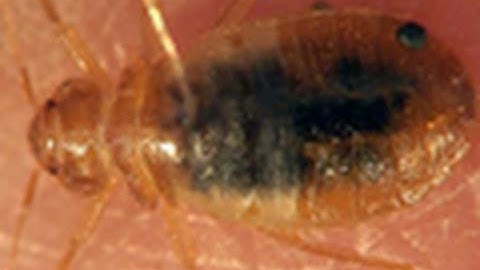 Bed Bugs on the Rise