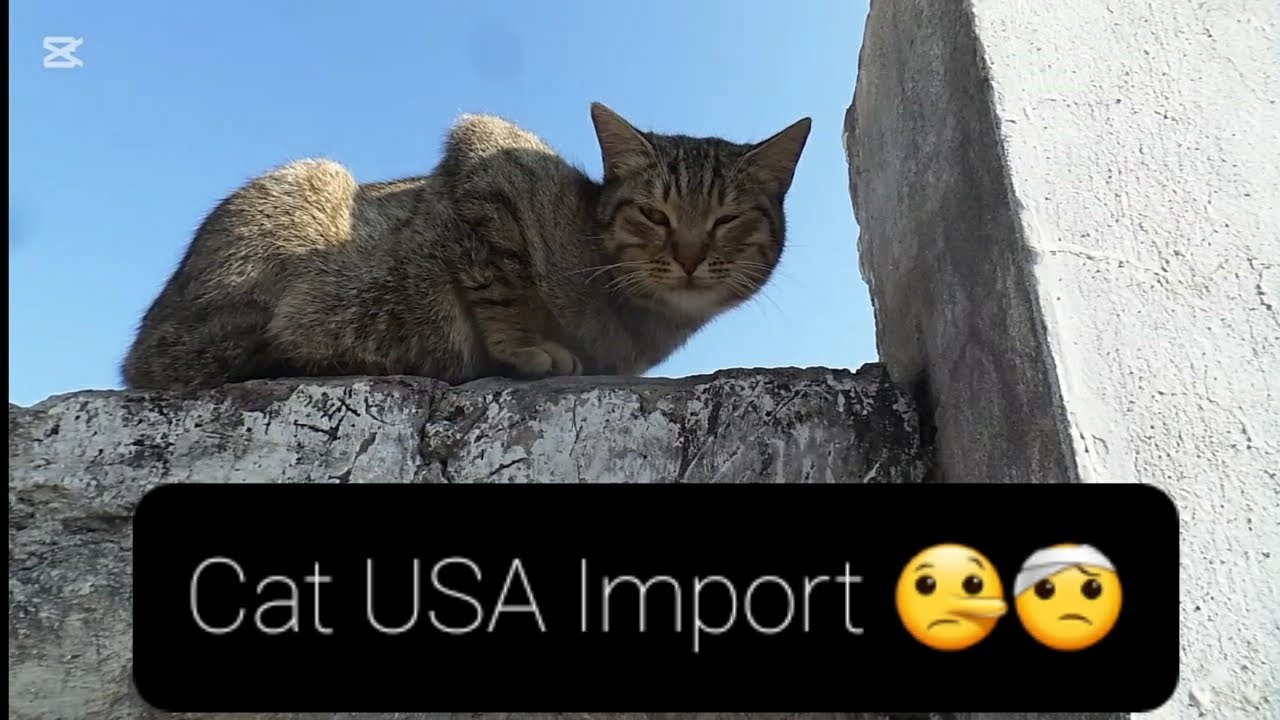 Cat USA Import ||♡||