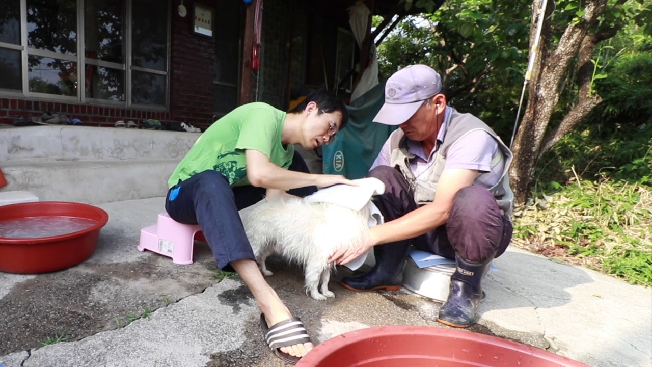 [ 풀영상 ] 우리 강아지 목욕 Dog bath service - YouTube