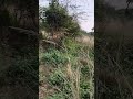 Forest #haryanvisong #haryanvi #song #ramnaamsejagmaghai #bull