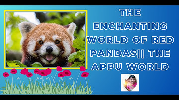 The Enchanting World Of Red Pandas|| The Appu World