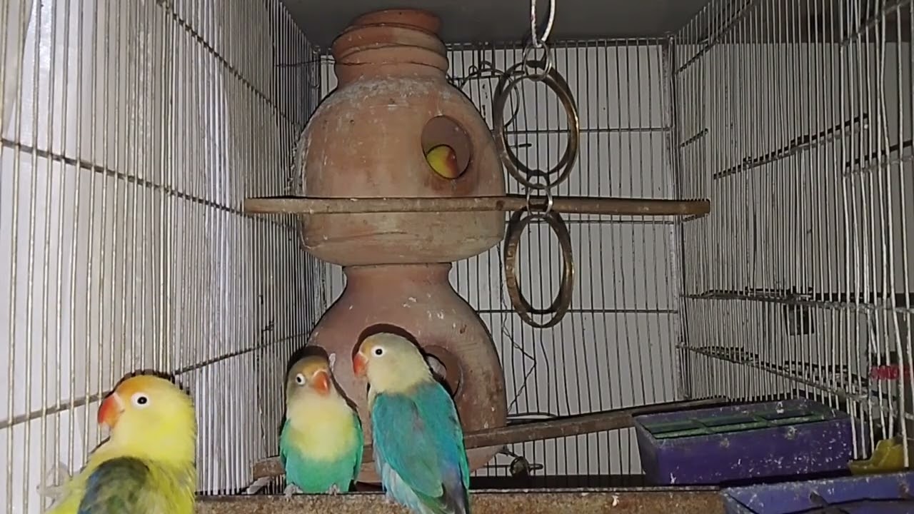 Lucky Lovebirds daily amazing moments forever 🥳🦜🐦🕊️