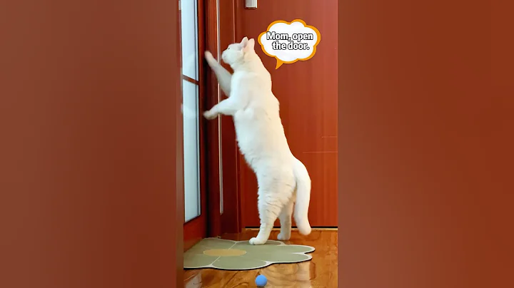 Video 4340141: cat funny pets, bathroom cat funny, cutie pets