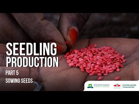 Videó: Hogyan vessünk ötfoltos magot: Ismerje meg az ötfoltos vetőmag termesztését