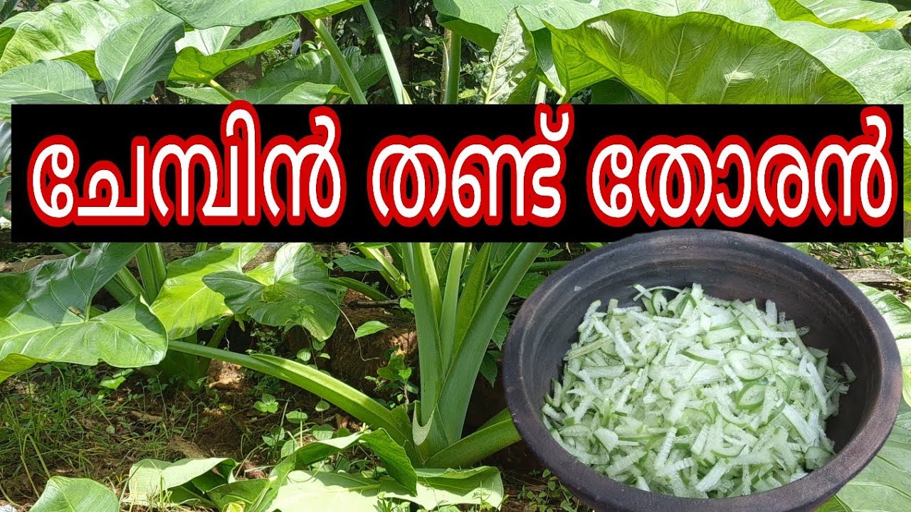 ചേമ്പിൻതണ്ട് തോരൻ ഉണ്ടാക്കാം | കുപ്പയിൽ ശ്രദ്ധക്കാതെ കളയുന്ന പച്ചക്കറി   