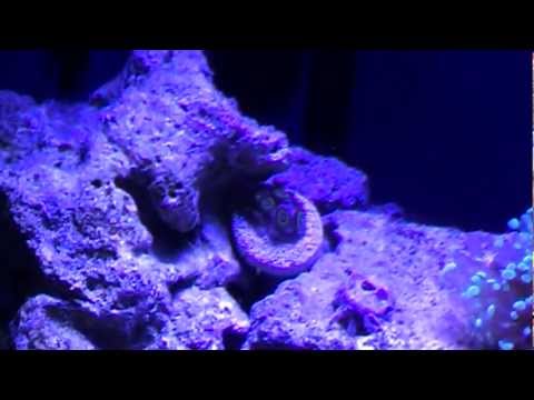 camera iphone 8 plus apk New Snowflake Clownfish