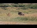 Lioness Pretending To Not Be Interested In Wildebeest Lioness Pretending To Not Be Interested In Wildebeest