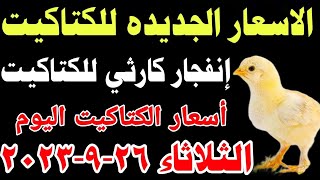 اسعار الكتاكيت البيضاء اليوم/ سعر الكتكوت الأبيض اليوم الثلاثاء 26-9-2023 في مصر