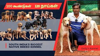 ராஜபாளையம் கன்னி சிப்பிப்பாறை கோம்பை dogs and puppies for sale | Kennels in tamilnadu native breeds by Book of breeders 3,032 views 7 months ago 20 minutes