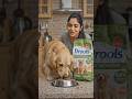 🐶 Dog food nahi khata? Ye try karo 😳🔥
