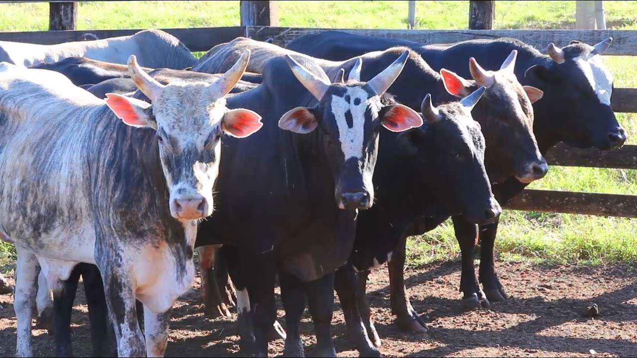 TREINO COM OS GARROTES DE PULOS DA CIA L.F SOUZA 2023