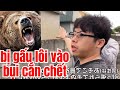 Người phát báo bị gấu cắn chết ở Hokkaido