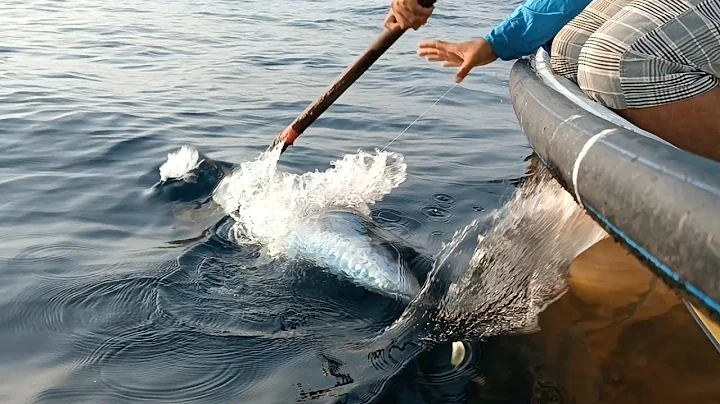 catching kingfish // how to catch monster kingfish with barracuda bait