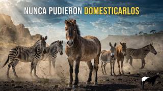 Equinos Salvajes Mas Impresionantes Del Mundo🐴-Del Cerro Soy
