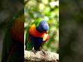 hungry parrot apple eats #hungrybirds