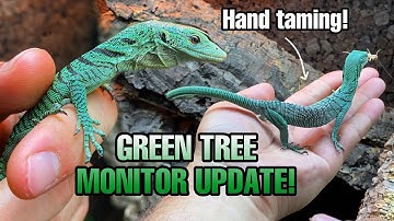 DREAM LIZARD UPDATE | Green Tree Monitor